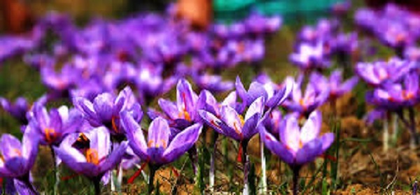 طلای سرخ در بهبهان