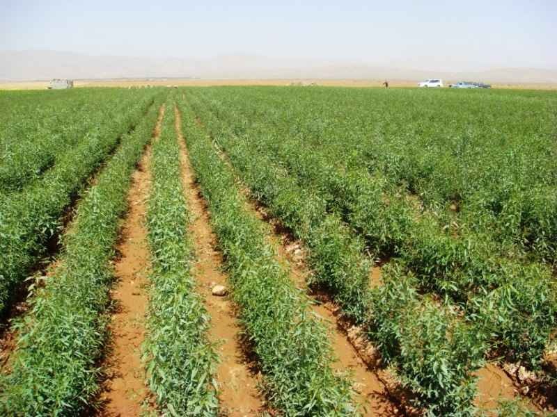 خرد شدن اراضی تهدید جدی در امر کشاورزی است خرد شدن اراضی تهدید جدی در امر کشاورزی است