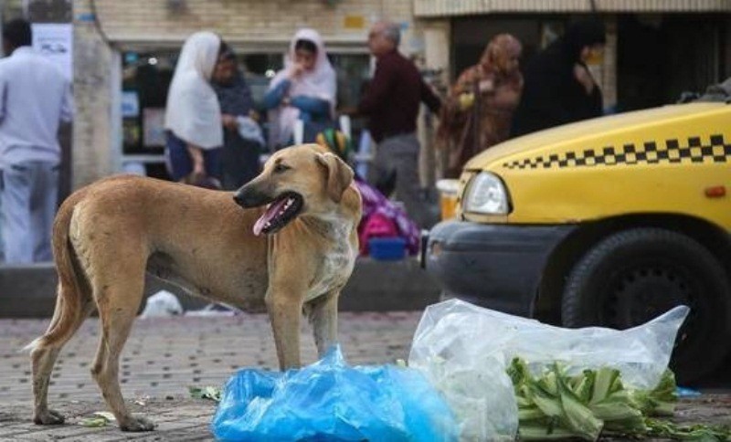 سگهای ولگرد همچنان در خیاباناند سگهای ولگرد همچنان در خیاباناند