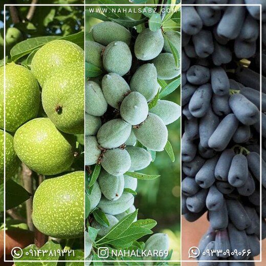 خرید نهال گردو ، بادام و انگور با قیمت مناسب از نهالستان