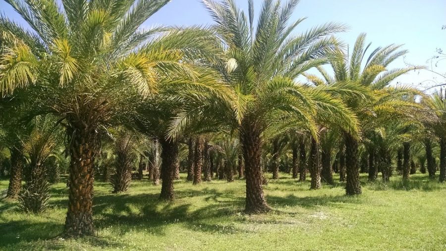 فریاد درختان نخل کیش را بشنوید