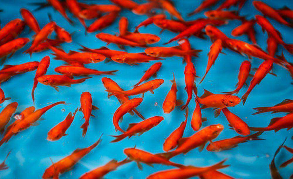 ماهی قرمز سفره هفت سین را در طبیعت رها نکنیم!