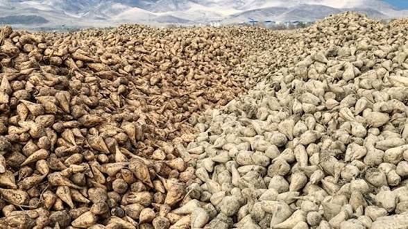 چغندر قند آذربایجان غربی؛ از رونق اقتصادی تا چالش‌های زیست محیطی در حوضه دریاچه ارومیه
