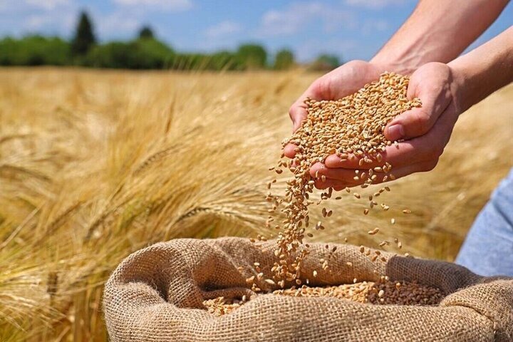 خرید ۳۰ هزار تن گندم در ازنا